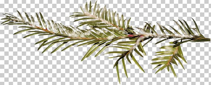 Branch Holidays 2017 PNG, Clipart, Branch, Conifer, Display Resolution, Easter, Elfe Free PNG Download