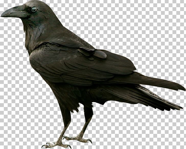 Common Raven The Raven Bird Silhouette PNG, Clipart, American Crow, Animals, Beak, Bird, Clip Art Free PNG Download