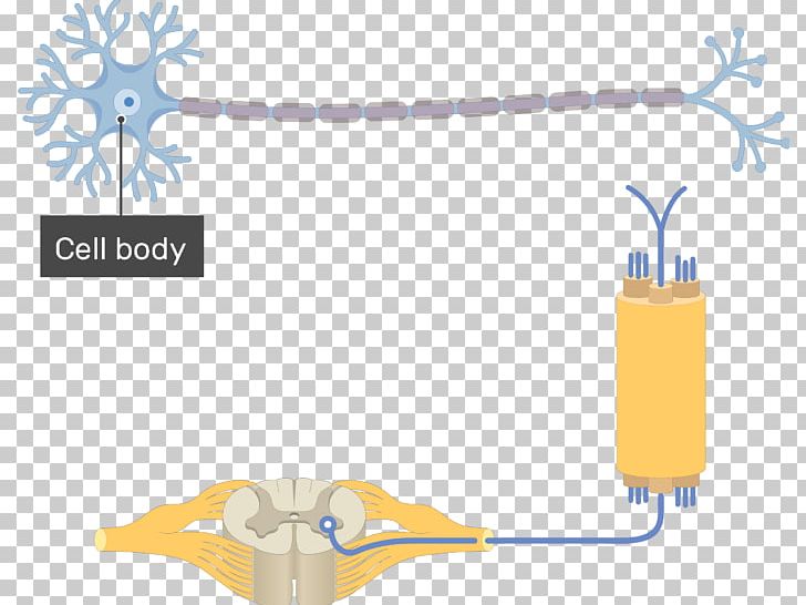 Multipolar Neuron Pseudounipolar Neuron Soma PNG, Clipart, Axon, Basic, Bipolar Neuron, Dendrite, Diagram Free PNG Download