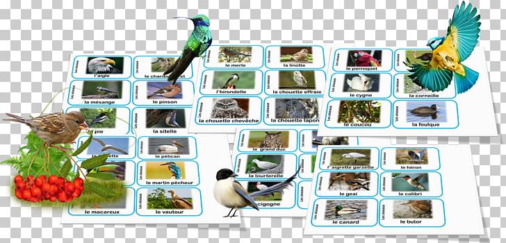 Plastic Animal Biodiversity Language Nomenclature PNG, Clipart, Animal, Biodiversity, Dromadaire, Fauna, Language Free PNG Download