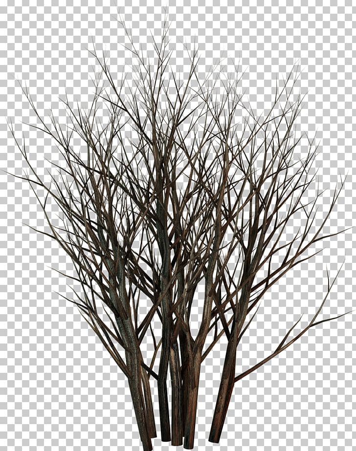 Twig Plant LiveInternet Andrey Tyurin Russia PNG, Clipart, Black And White, Branch, Branches, Bunch, Diary Free PNG Download