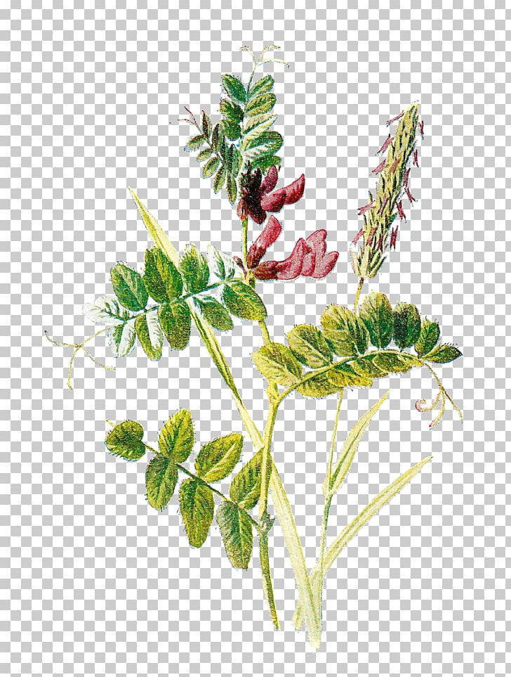 Botany Botanical Illustration Flower PNG, Clipart, Botanical, Botanical Illustration, Botany, Branch, Computer Icons Free PNG Download