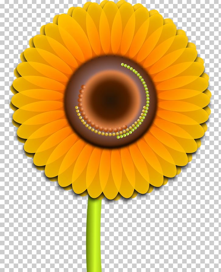 Common Sunflower PNG, Clipart, Art, Asterales, Closeup, Common Sunflower, Computer Icons Free PNG Download