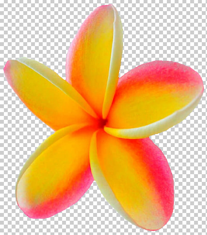 Petal Frangipani Flower Plant PNG, Clipart, Flower, Frangipani, Petal, Plant Free PNG Download