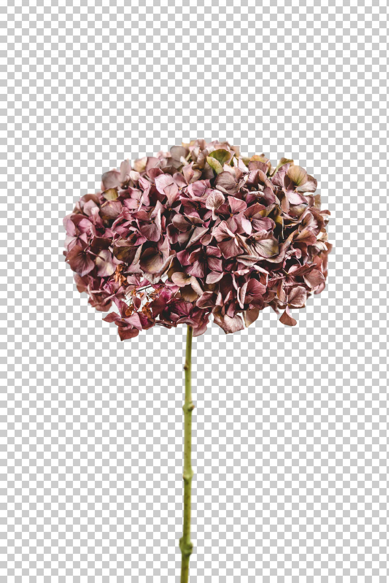 Cut Flowers Petal Lilac M French Hydrangea Flower PNG, Clipart, Cut Flowers, Flower, French Hydrangea, Hydrangea, Lilac M Free PNG Download