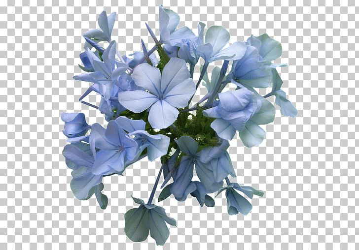Cut Flowers Petal PNG, Clipart, Blue, Cut Flowers, Flower, Flowering Plant, Hydrangea Free PNG Download