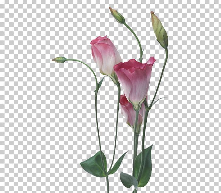 Flower Garden Roses Floral Design High-definition Television PNG, Clipart, Artificial Flower, Bud, Desktop Wallpaper, Display Resolution, Floral Design Free PNG Download