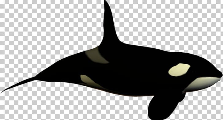 Killer Whale Toothed Whale Dolphin PNG, Clipart, Animals, Beak, Black And White, Blue Whale, Bowhead Whale Free PNG Download