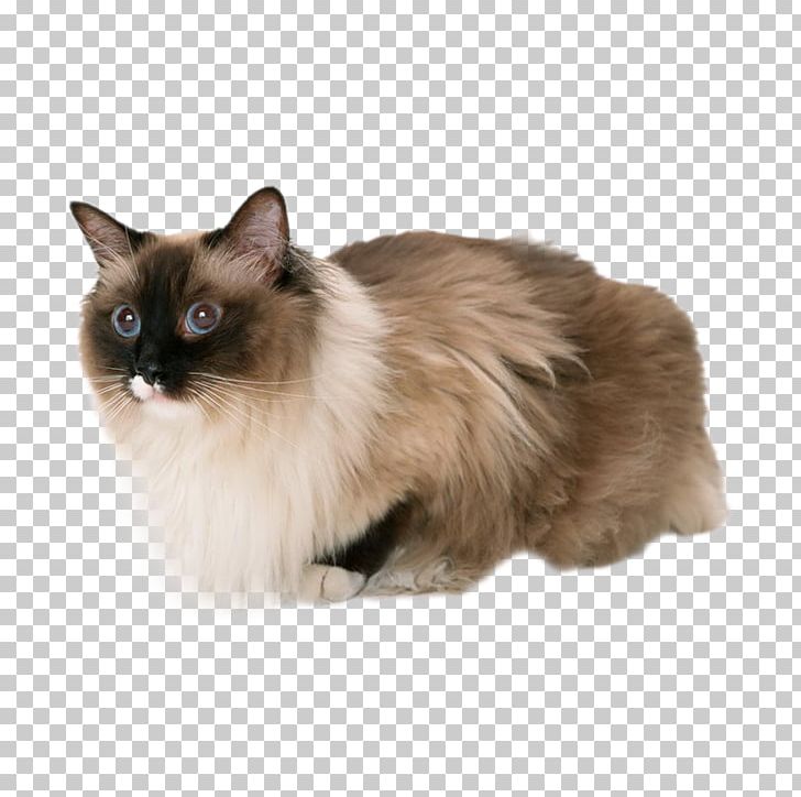 Peanut Butter And Jelly Sandwich Cat Gelatin Dessert PNG, Clipart, Animals, Balinese, Birman, Burmese, Carnivoran Free PNG Download