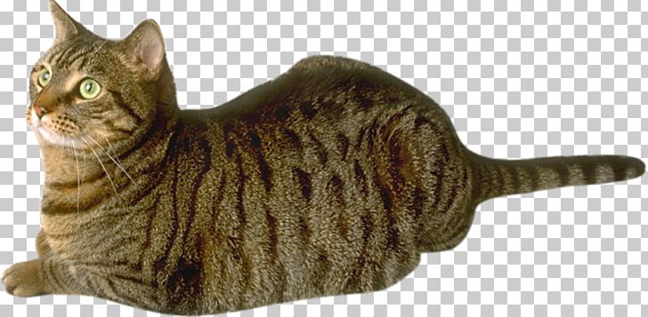 Tabby Cat Dragon Li Domestic Short-haired Cat Whiskers PNG, Clipart, American Shorthair, Animal Figure, Asian, Blog, California Spangled Free PNG Download