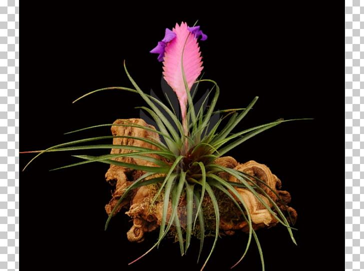 Bromeliads Pink Quill Flower Tillandsia Stricta Orchids PNG, Clipart,  Free PNG Download