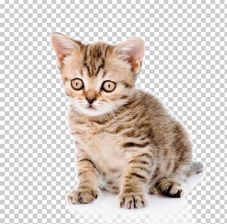 Cat Dog Kitten Puppy PNG, Clipart, Animal, Animals, Asian, Carnivoran, Cat Like Mammal Free PNG Download