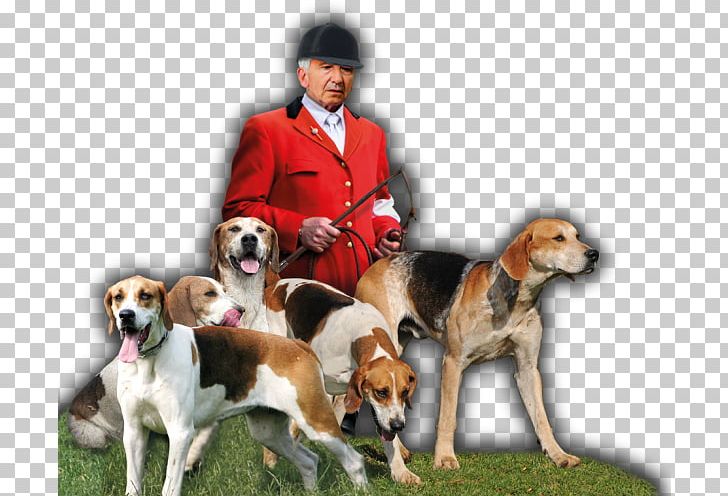 English Foxhound American Foxhound Beagle Harrier Treeing Walker Coonhound PNG, Clipart, American Foxhound, Beagle, Carnivoran, Companion Dog, Coonhound Free PNG Download