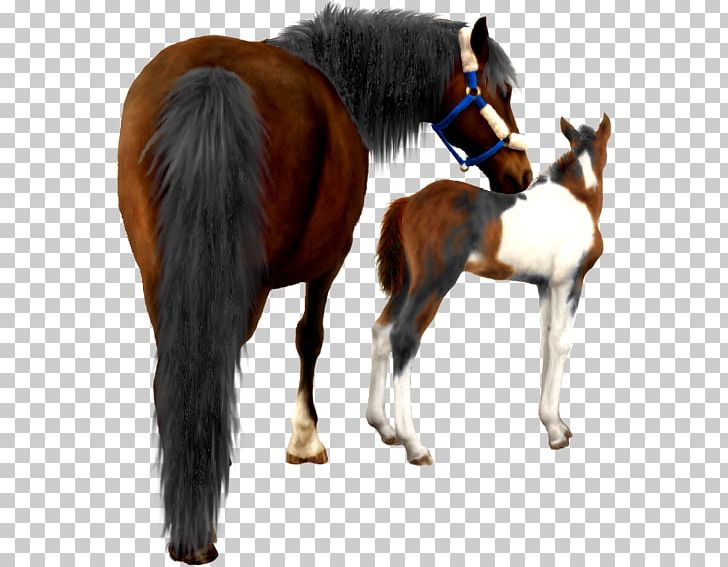 Mustang Foal Stallion Halter Colt PNG, Clipart, Bridle, Colt, Foal, Fur, Halter Free PNG Download