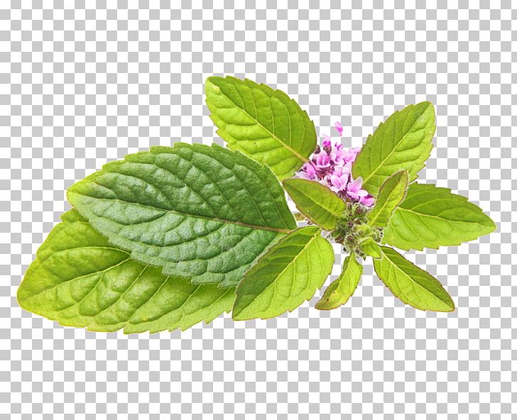 Peppermint Mentha Spicata Lamiaceae Herb Lemon Balm PNG, Clipart,  Free PNG Download