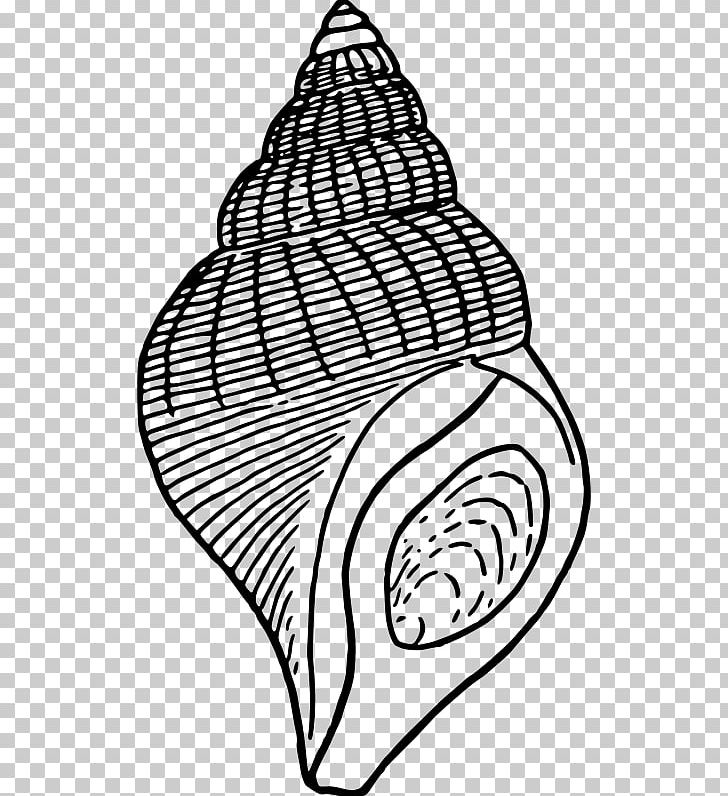 Seashell Drawing PNG, Clipart, All Rights Reserved, Animals, Area, Artwork, Black Free PNG Download