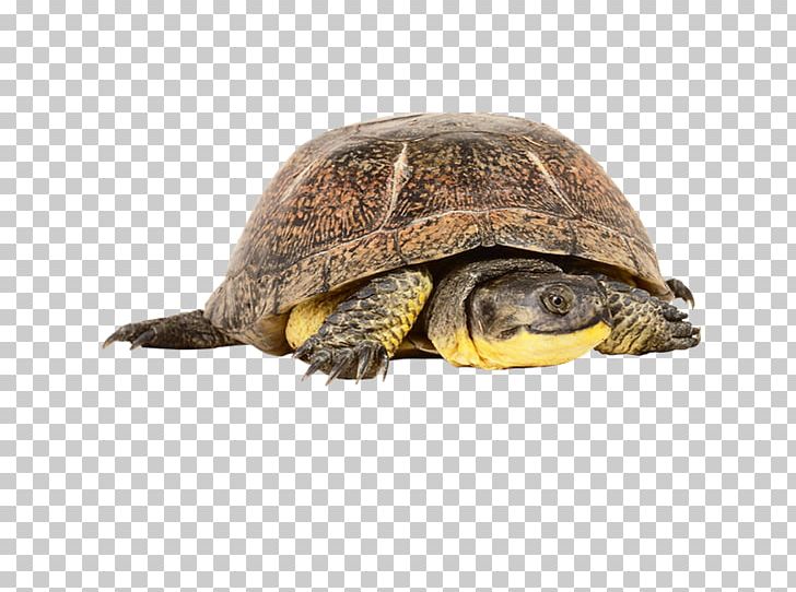 Box Turtles Common Snapping Turtle Tortoise Eastern Box Turtle PNG, Clipart, Animal, Box Turtle, Box Turtles, Common Snapping Turtle, Download Free PNG Download