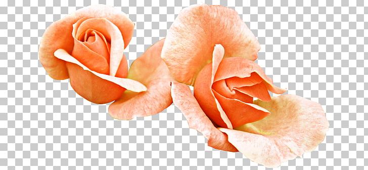 Garden Roses Cut Flowers Petal PNG, Clipart, Closeup, Cut Flowers, Flower, Flowering Plant, Garden Free PNG Download