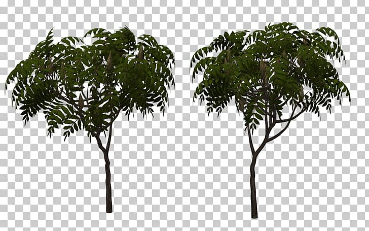 Branch Rhus Typhina Tree Art PNG, Clipart, Arecales, Art, Artist, Branch, Deviantart Free PNG Download