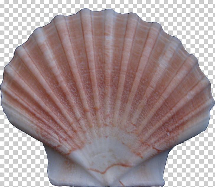 Cockle Conchology Seashell PNG, Clipart, Animals, Biology, Clams Oysters Mussels And Scallops, Creative Ads, Creative Artwork Free PNG Download
