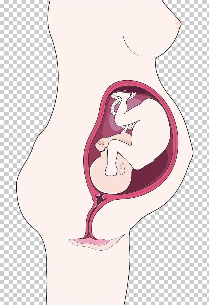 Fetus Immune System Pregnancy Shoulder Dystocia Anterior Shoulder PNG, Clipart, Abdomen, Anterior Shoulder, Arm, Cerebral Palsy, Ear Free PNG Download