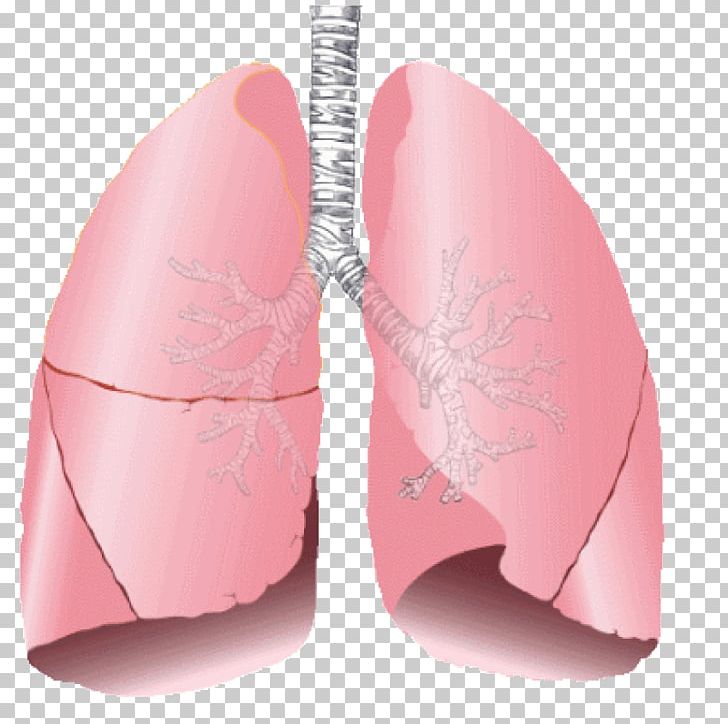 Lung Transplantation Human Body Organ Exhalation PNG, Clipart, Anatomy, Breathing, Exhalation, Heart, Human Body Free PNG Download