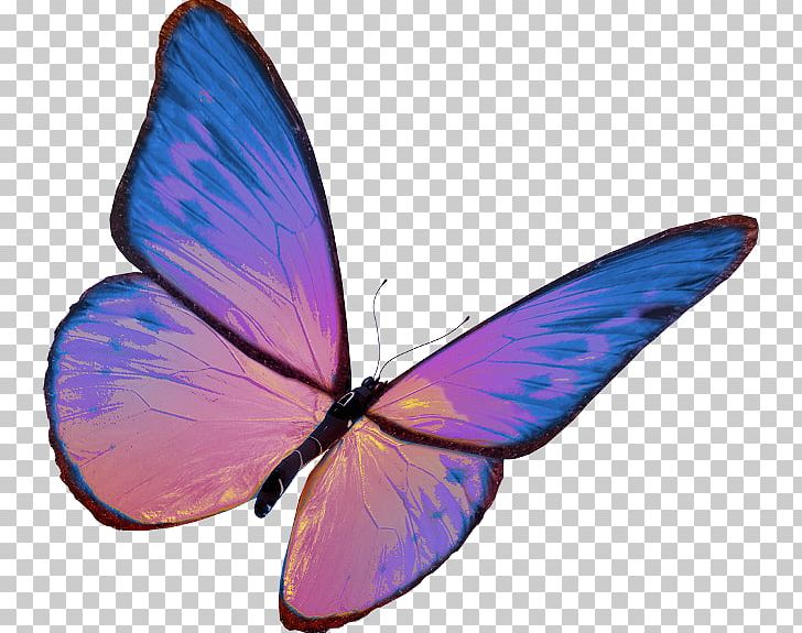 Monarch Butterfly Insect Gossamer-winged Butterflies PNG, Clipart, Brush Footed Butterfly, Butterflies And Moths, Butterfly, Desktop Wallpaper, Drawing Free PNG Download