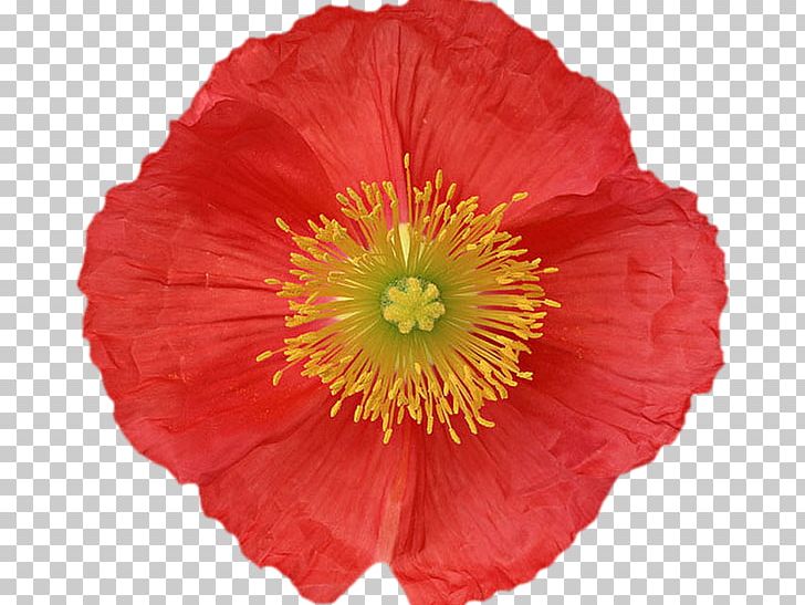 Poppy Flower Éducation Canine 31 Plant PNG, Clipart, Annual Plant, Building, Cut Flowers, Flower, Flowering Plant Free PNG Download