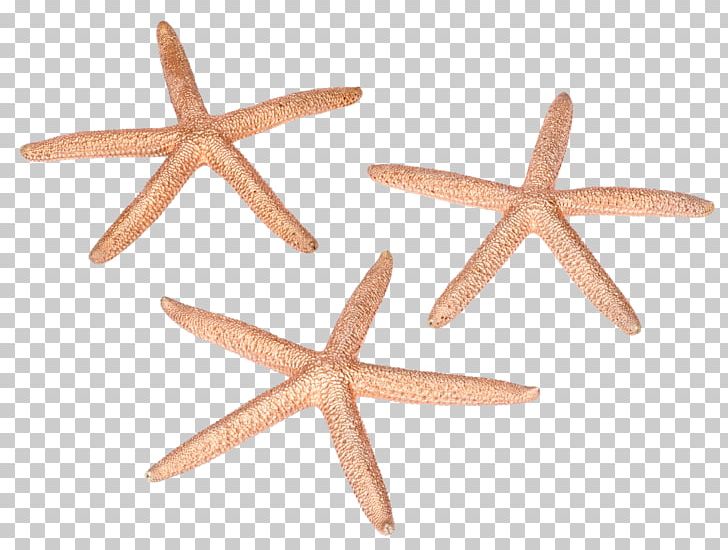 Starfish Wood /m/083vt PNG, Clipart, Animals, Echinoderm, Invertebrate, M083vt, Marine Invertebrates Free PNG Download