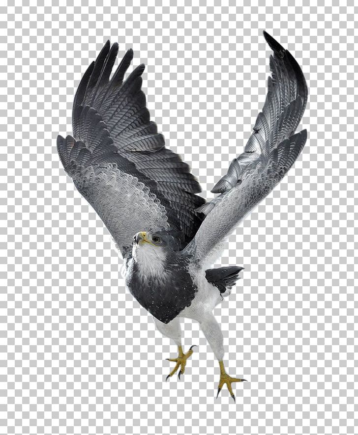Bird Of Prey Northern Goshawk Eagle Photography PNG, Clipart, Accipitriformes, Animals, Bald Eagle, Beak, Bird Free PNG Download