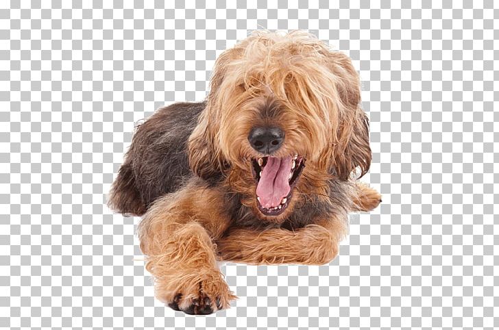 Cockapoo Airedale Terrier Otterhound Petit Basset Griffon Vendéen Goldendoodle PNG, Clipart, Airedale Terrier, American Kennel Club, Basset Hound, Briquet Griffon Vendeen, Carnivoran Free PNG Download