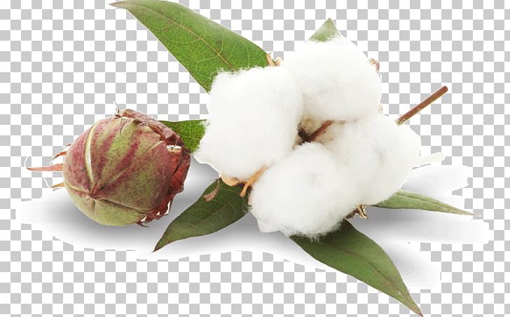 Cottonseed Oil Plant PNG, Clipart, Agriculture, Bud, Cash Crop, Commodity, Cotton Free PNG Download