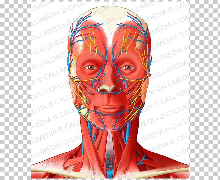 Facial Artery Angular Artery Head And Neck Anatomy Muscle PNG, Clipart, Anatomy, Angular Artery, Artery, Blood Vessel, Bone Free PNG Download
