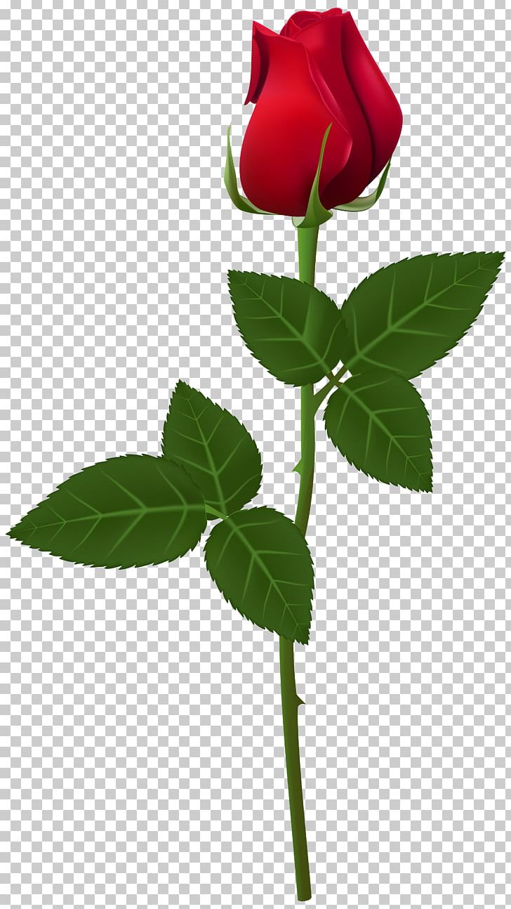 Rose Flower Plant Stem PNG, Clipart, Amulet, Blue Rose, Bud, Cut Flowers, Desktop Wallpaper Free PNG Download