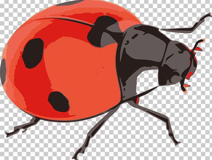 Beetle Ladybird PNG, Clipart, Beetle, Cartoon Ladybug, Crawl, Cute Ladybug, Data Free PNG Download