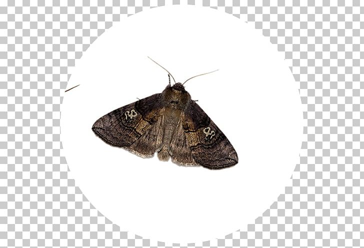 Brush-footed Butterflies Brown House Moth Butterfly Hofmannophila PNG, Clipart, Arthropod, Brush Footed Butterfly, Butterfly, Fauna, Hofmannophila Free PNG Download