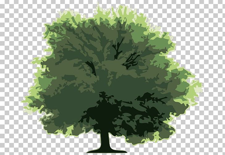 Tree PNG, Clipart, Branch, Cartoon, Copyright, Download, Grass Free PNG Download