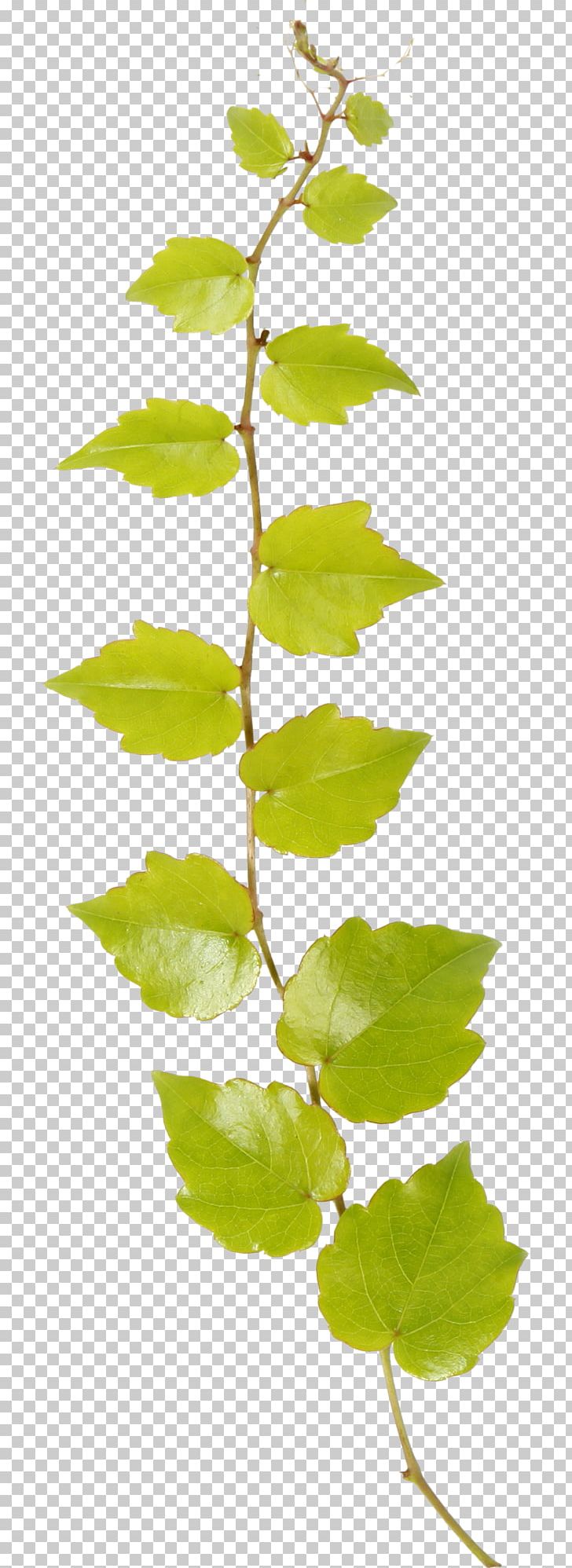 Twig Leaf PNG, Clipart, Autumn Leaves, Banana Leaves, Branch, Branches, Concerto Free PNG Download
