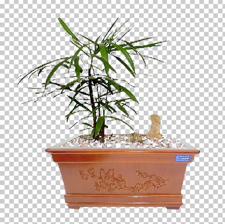 Bonsai Penjing Flowerpot Tree PNG, Clipart, 2018, Adobe Flash Player, Bonsai, Cheek, Flowerpot Free PNG Download