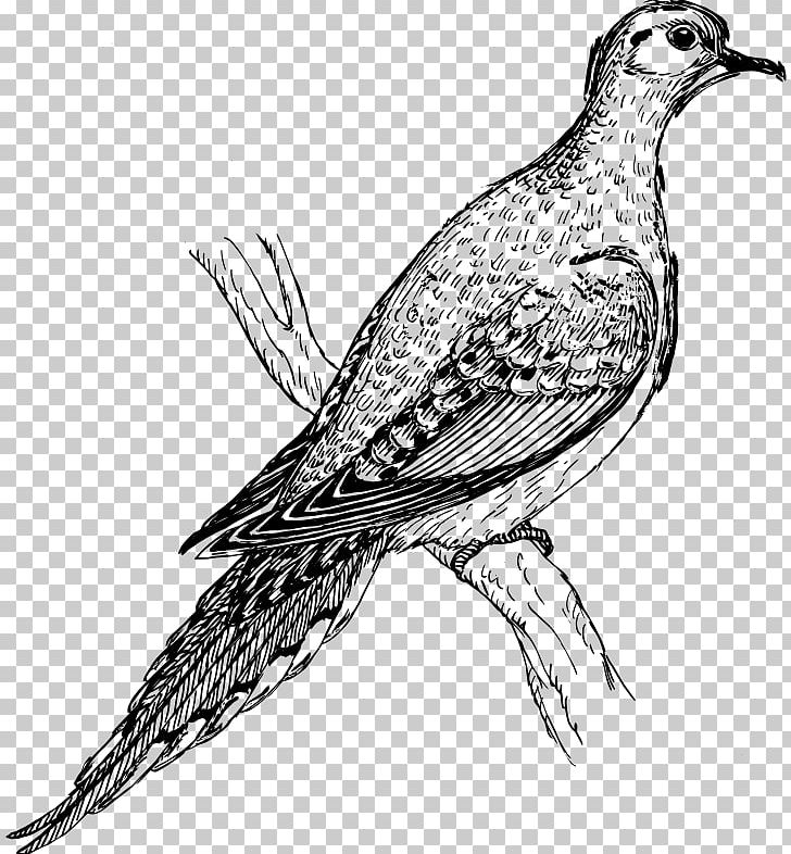 Columbidae Bird Mourning Dove Drawing PNG, Clipart, Animals, Art, Beak, Bird, Black And White Free PNG Download