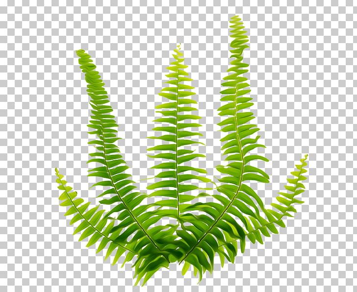 Fern Green Viridiplantae PNG, Clipart, Background Green, Burknar, Cartoon, Fall Leaves, Fern Free PNG Download