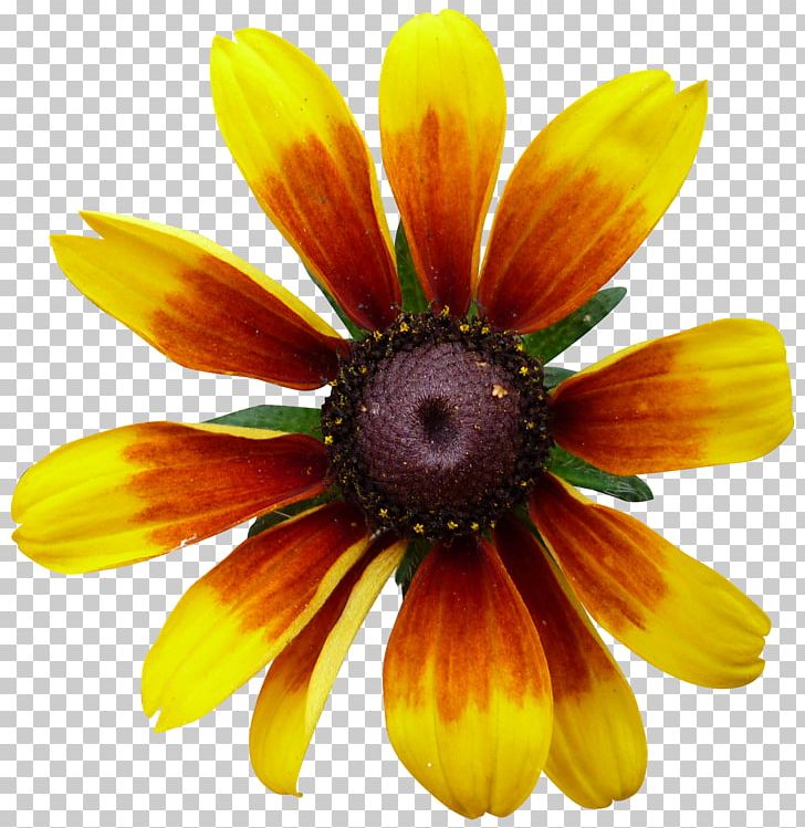 Flower Garden PNG, Clipart, Annual Plant, Autumn, Chrysanths, Closeup, Common Sunflower Free PNG Download