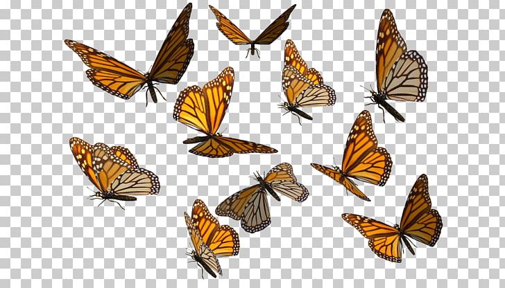 Monarch Butterfly PNG, Clipart, 3d Computer Graphics, Animals, Arthropod, Background, Brush Footed Butterfly Free PNG Download