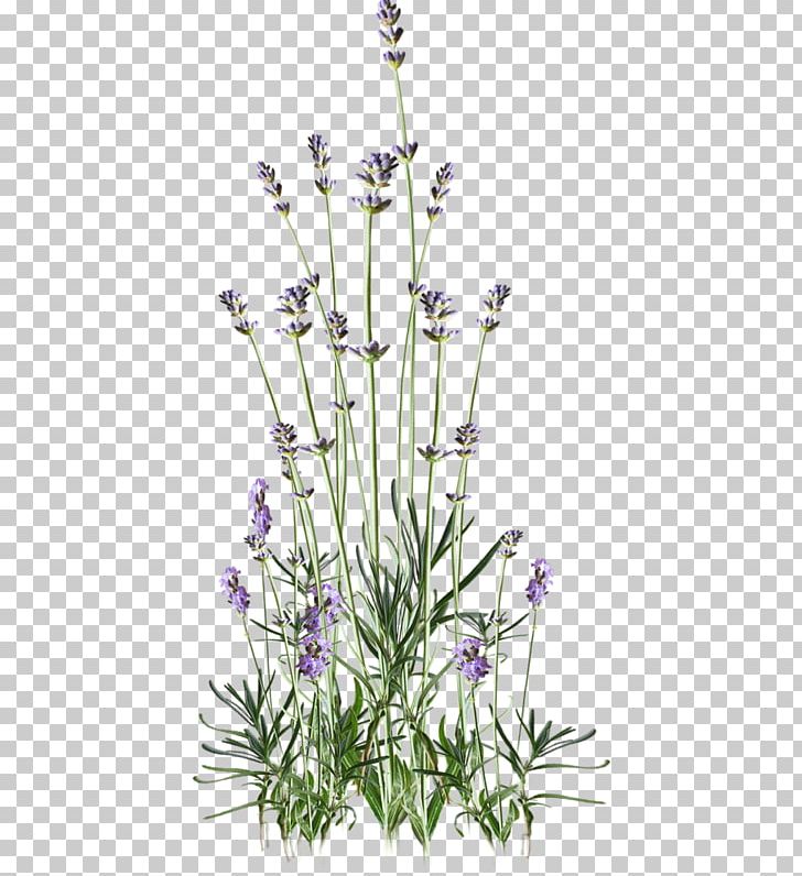 Flower Bouquet English Lavender Mauve PNG, Clipart, 2014, 2017, Anastasia, August, Branch Free PNG Download