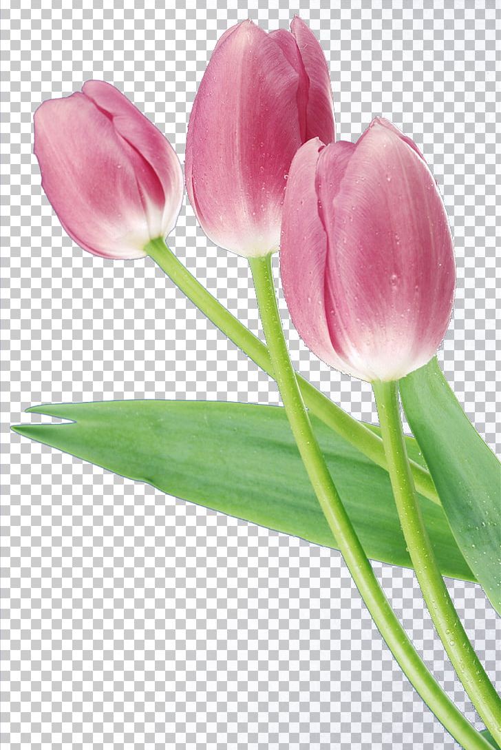 Flower Tulip PNG, Clipart, Bouquet, Cut Flowers, Flowe, Flower Bouquet, Flower Pattern Free PNG Download