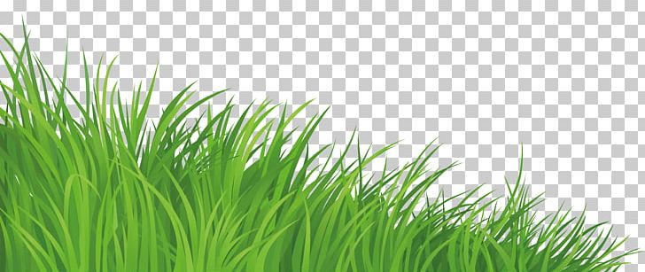 Lawn PNG, Clipart, Artificial Turf, Chrysopogon Zizanioides, Clip Art, Commodity, Desktop Wallpaper Free PNG Download