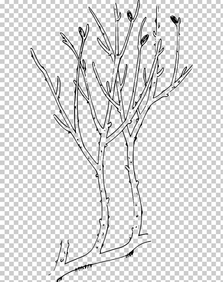 Rhyniophytina Rhynia Psilophytopsida Aglaophyton Psilotum PNG, Clipart, Area, Art, Artwork, Black And White, Branch Free PNG Download