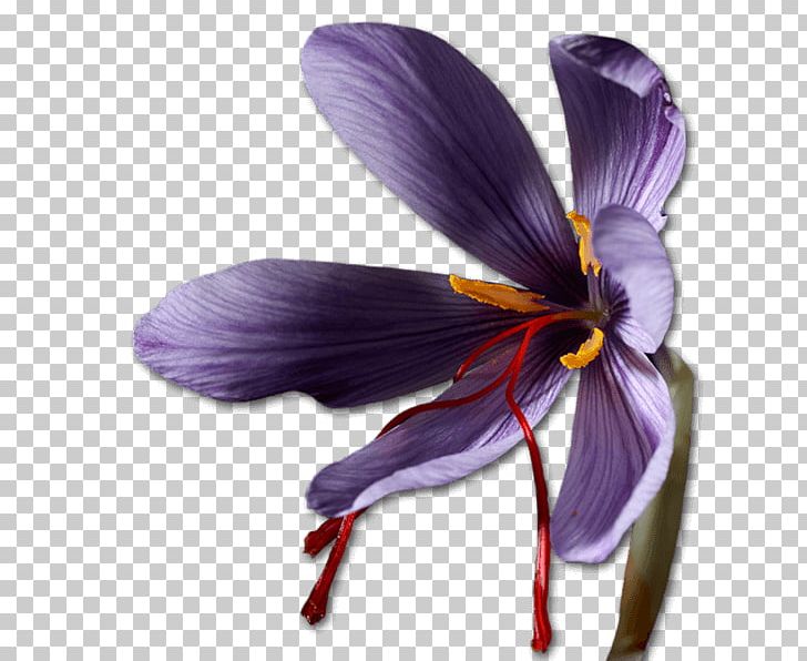 Saffron Crocus Bulb Violet Iridaceae PNG, Clipart, Ashurbanipal, Bulb, Crocus, Flower, Flowering Plant Free PNG Download