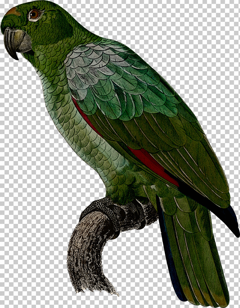 Lovebird PNG, Clipart, Beak, Bird, Budgie, Falconiformes, Lorikeet Free PNG Download