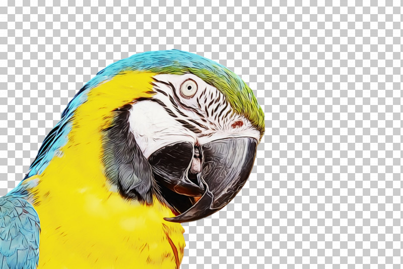 Lovebird PNG, Clipart, Beak, Birds, Blueandyellow Macaw, Feather, Flamingos Free PNG Download
